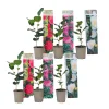 Japanse Roos - Set van 6 - Camellia japonica - Hoogte 25-40cm - ⌀9cm