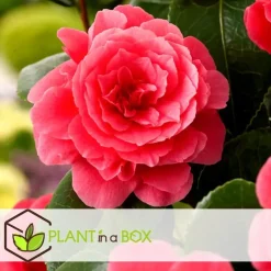 Japanse Roos - Set van 6 - Camellia japonica - Hoogte 25-40cm - ⌀9cm