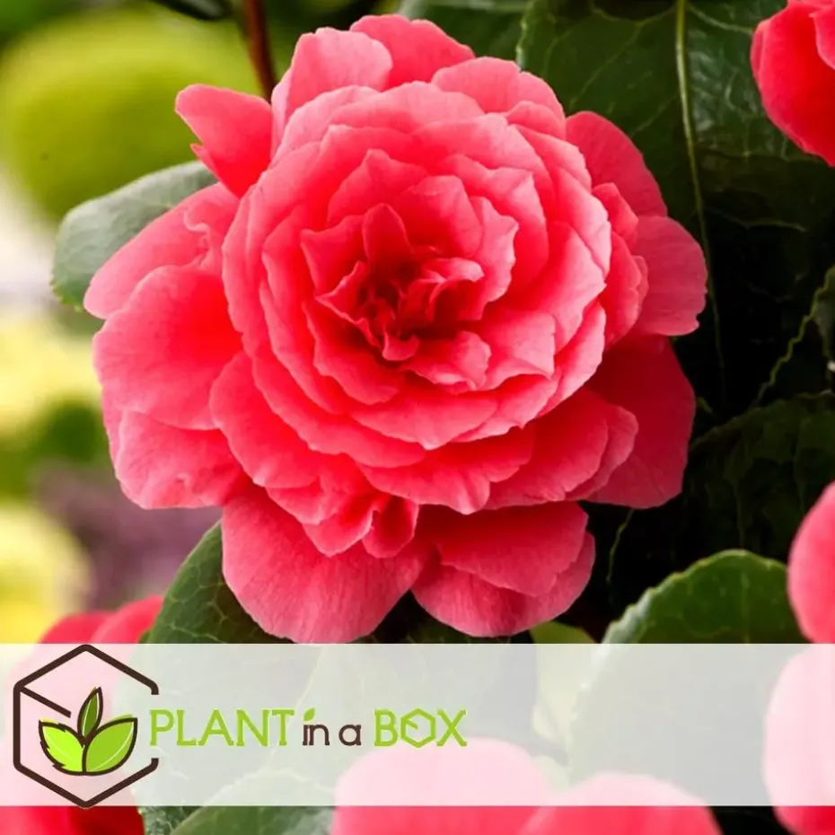 Japanse Roos - Set van 6 - Camellia japonica - Hoogte 25-40cm - ⌀9cm