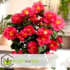 Japanse Roos - Set van 6 - Camellia japonica - Hoogte 25-40cm - ⌀9cm