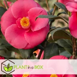 Japanse Roos - Set van 6 - Camellia japonica - Hoogte 25-40cm - ⌀9cm