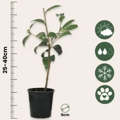 Japanse Roos - Set van 6 - Camellia japonica - Hoogte 25-40cm - ⌀9cm