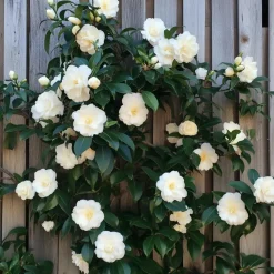 Japanse Roos - Set van 6 - Camellia japonica - Hoogte 25-40cm - ⌀9cm