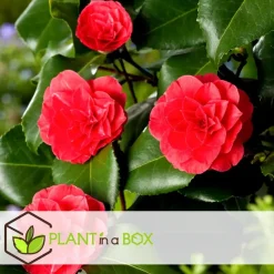 Japanse Roos - Set van 6 - Camellia japonica - Hoogte 25-40cm - ⌀9cm
