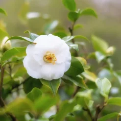 Japanse Roos - Set van 3 - Camellia 'Brush Field' - Hoogte 25-40cm - ⌀9cm