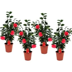 Japanse Roos - Set van 4 - Camellia 'Lady Campbell' - Hoogte 60-70cm - ⌀19cm