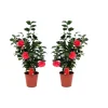 Japanse Roos - Set van 2 - Camellia 'Lady Campbell' - Hoogte 60-70cm - ⌀19cm