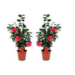 Japanse Roos - Set van 2 - Camellia 'Lady Campbell' - Hoogte 60-70cm - ⌀19cm