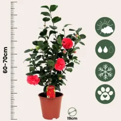Japanse Roos - Set van 2 - Camellia 'Lady Campbell' - Hoogte 60-70cm - ⌀19cm