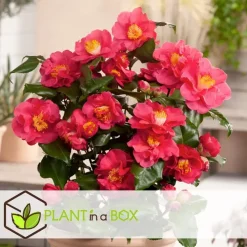 Japanse Roos - Set van 2 - Camellia 'Lady Campbell' - Hoogte 60-70cm - ⌀19cm