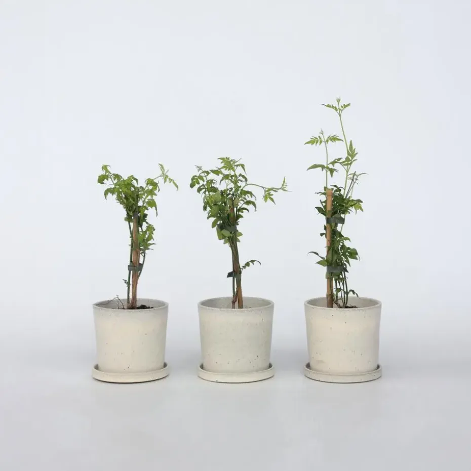 Jasmijn - Set van 3 - Jasminum 'Officinale' - Hoogte 25-40cm - ⌀9cm