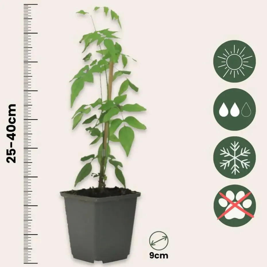 Jasmijn - Set van 3 - Jasminum 'Officinale' - Hoogte 25-40cm - ⌀9cm
