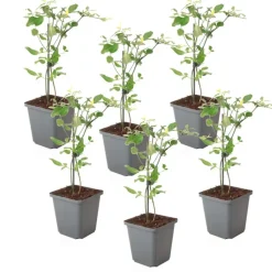 Jasmijn - Set van 6 - Jasminum 'Summer Scent' - Hoogte 25-40cm - ⌀9cm