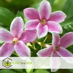 Jasmijn - Set van 6 - Jasminum 'Summer Scent' - Hoogte 25-40cm - ⌀9cm