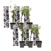 Jasmijn - Set van 6 - Jasminum 'Officinale' - Hoogte 25-40cm - ⌀9cm
