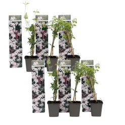 Jasmijn - Set van 6 - Jasminum 'Officinale' - Hoogte 25-40cm - ⌀9cm