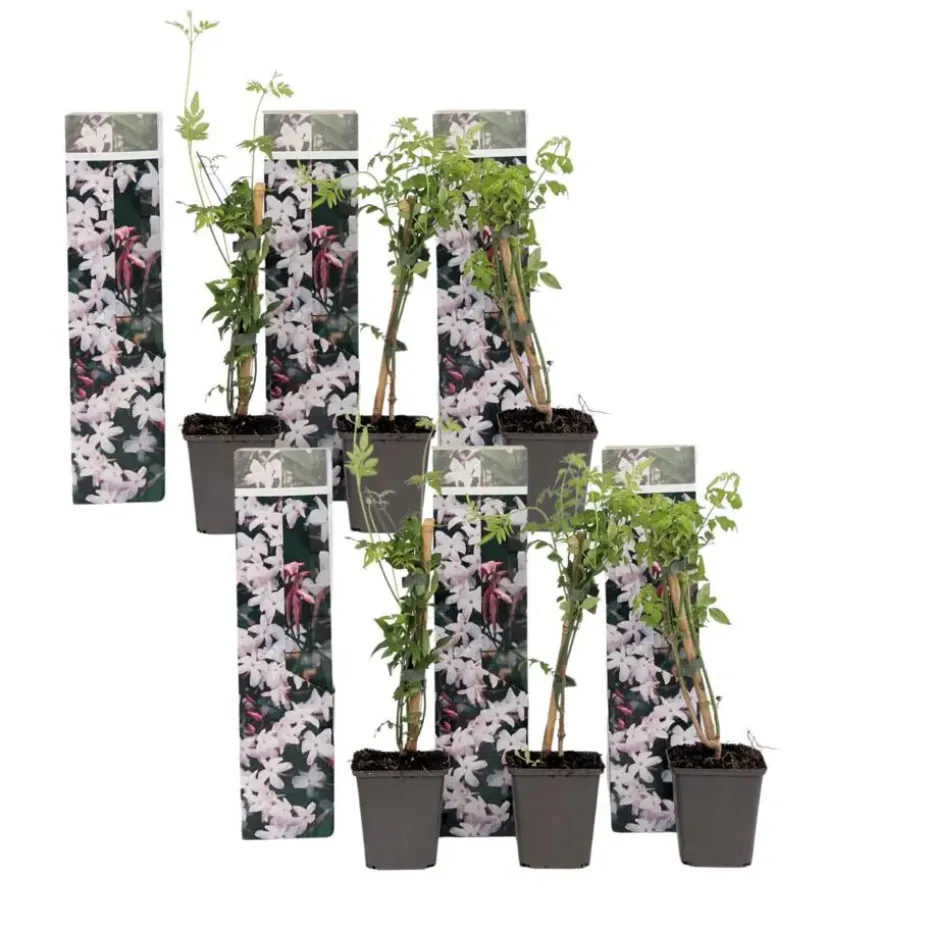 Jasmijn - Set van 6 - Jasminum 'Officinale' - Hoogte 25-40cm - ⌀9cm