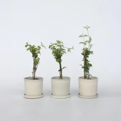 Jasmijn - Set van 6 - Jasminum 'Officinale' - Hoogte 25-40cm - ⌀9cm