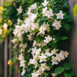 Jasmijn - Set van 6 - Jasminum 'Officinale' - Hoogte 25-40cm - ⌀9cm