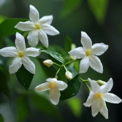 Jasmijn - Set van 6 - Jasminum 'Officinale' - Hoogte 25-40cm - ⌀9cm