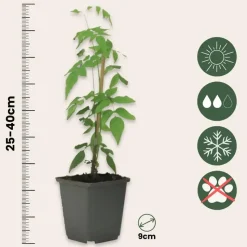 Jasmijn - Set van 6 - Jasminum 'Officinale' - Hoogte 25-40cm - ⌀9cm