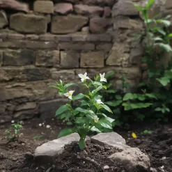 Jasmijn - Set van 6 - Jasminum 'Officinale' - Hoogte 25-40cm - ⌀9cm