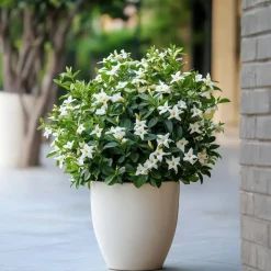Jasmijn - Set van 6 - Jasminum 'Officinale' - Hoogte 25-40cm - ⌀9cm