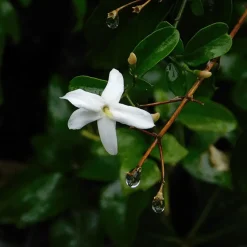 Jasmijn - Set van 6 - Jasminum 'Officinale' - Hoogte 25-40cm - ⌀9cm
