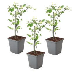 Jasmijn - Set van 3 - Jasminum 'Summer Scent' - Hoogte 25-40cm - ⌀9cm