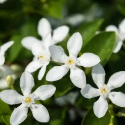 Jasmijn - Set van 8 - Trachelospermum jasminoides - Hoogte 110-120cm - ⌀17cm