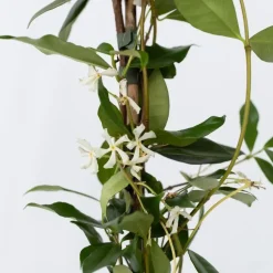 Jasmijn - Set van 8 - Trachelospermum jasminoides - Hoogte 110-120cm - ⌀17cm