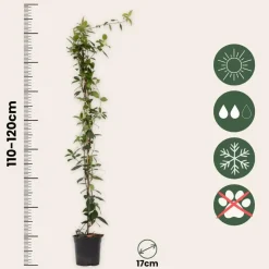 Jasmijn - Set van 8 - Trachelospermum jasminoides - Hoogte 110-120cm - ⌀17cm