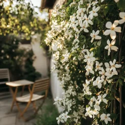 Jasmijn - Set van 8 - Trachelospermum jasminoides - Hoogte 110-120cm - ⌀17cm