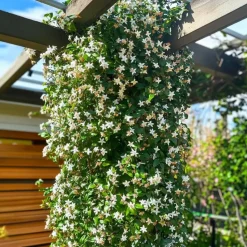 Jasmijn - Set van 8 - Trachelospermum jasminoides - Hoogte 110-120cm - ⌀17cm