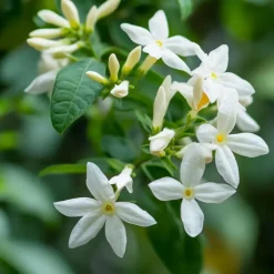 Jasmijn - Set van 8 - Trachelospermum jasminoides - Hoogte 110-120cm - ⌀17cm