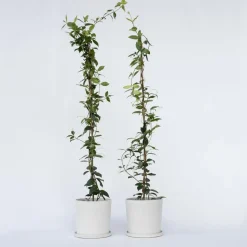 Jasmijn - Set van 2 - Trachelospermum jasminoides - Hoogte 110-120cm - ⌀17cm