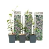 Jasmijn - Set van 3 - Trachelospermum jasminoides - Hoogte 25-40cm - ⌀9cm