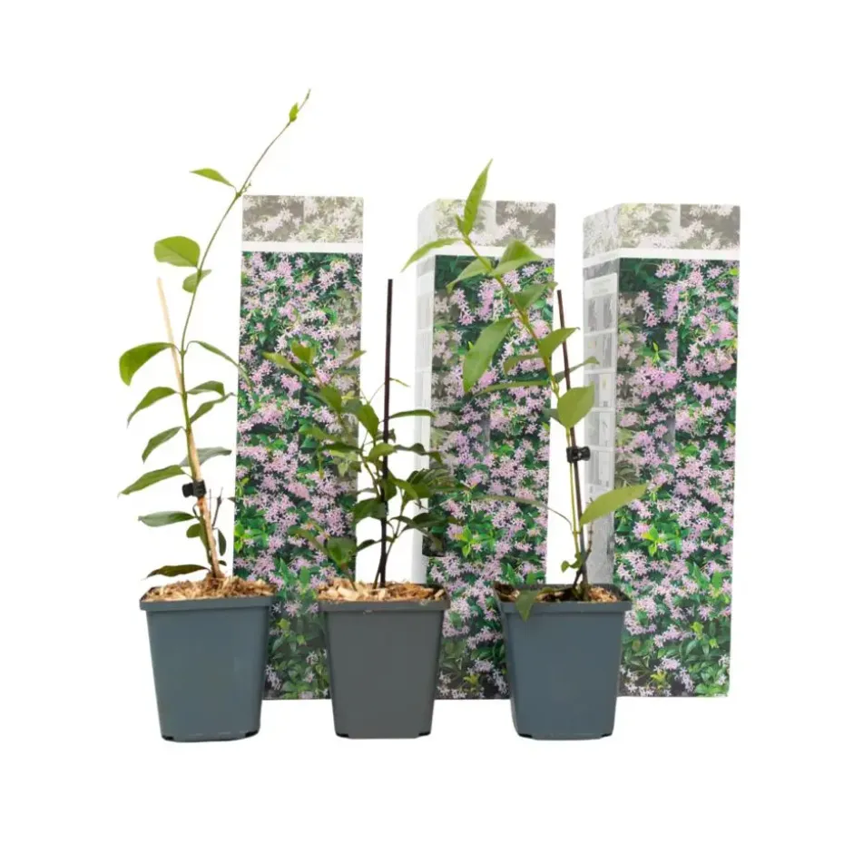 Jasmijn - Set van 3 - Trachelospermum jasminoides - Hoogte 25-40cm - ⌀9cm
