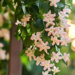Jasmijn - Set van 3 - Trachelospermum jasminoides - Hoogte 25-40cm - ⌀9cm
