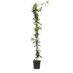 Jasmijn - Trachelospermum jasminoides - Hoogte 110-120cm - ⌀17cm