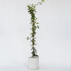 Jasmijn - Trachelospermum jasminoides - Hoogte 110-120cm - ⌀17cm