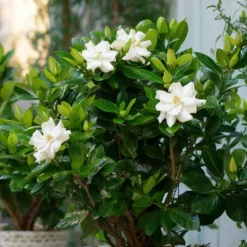 Kaapse jasmijn - Gardenia jasminoides - Hoogte 20-30cm - ⌀13cm