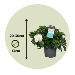 Kaapse jasmijn - Gardenia jasminoides - Hoogte 20-30cm - ⌀13cm
