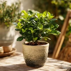 Kaapse jasmijn - Gardenia jasminoides - Hoogte 20-30cm - ⌀13cm