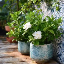 Kaapse jasmijn - Gardenia jasminoides - Hoogte 20-30cm - ⌀13cm