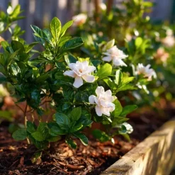 Kaapse jasmijn - Gardenia jasminoides - Hoogte 20-30cm - ⌀13cm