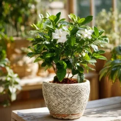 Kaapse jasmijn - Gardenia jasminoides - Hoogte 20-30cm - ⌀13cm