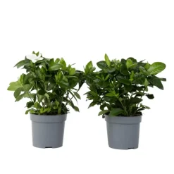 Kaapse jasmijn - Set van 2 - Gardenia jasminoides - Hoogte 20-30cm - ⌀13cm