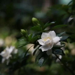 Kaapse jasmijn - Set van 2 - Gardenia jasminoides - Hoogte 20-30cm - ⌀13cm