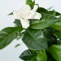 Kaapse jasmijn - Set van 2 - Gardenia jasminoides - Hoogte 20-30cm - ⌀13cm